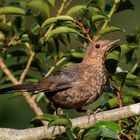 Singvogel im Garten