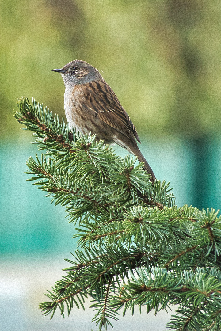 Singvogel im Garten