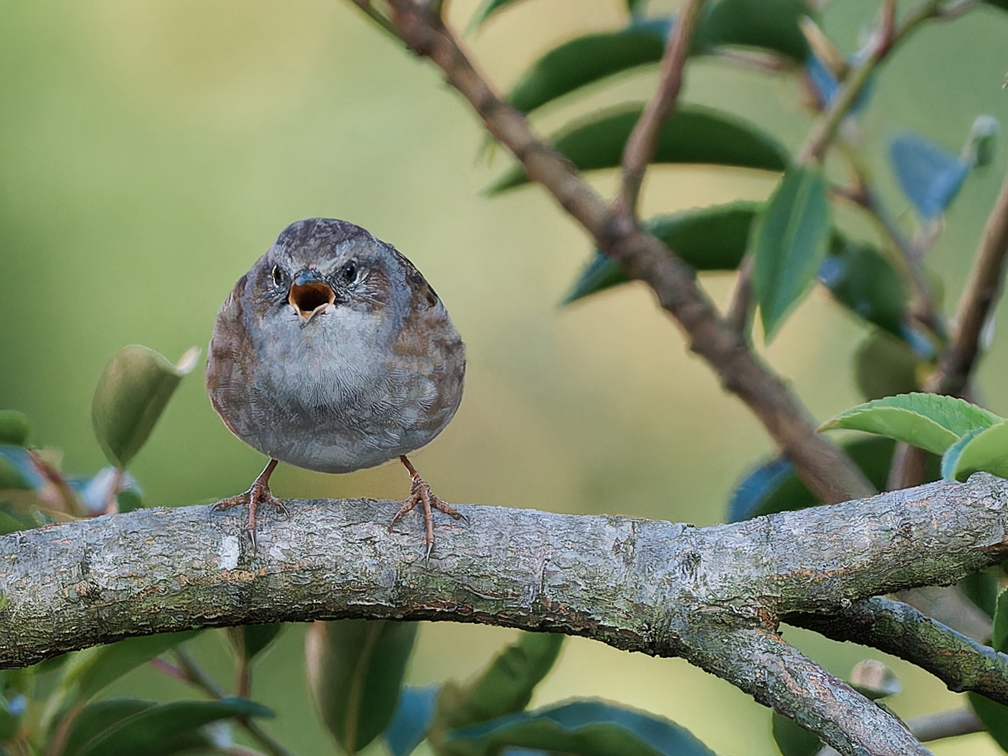 Singvogel im Garten - junge Heckenbraunelle 