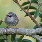 Singvogel im Garten - junge Heckenbraunelle 