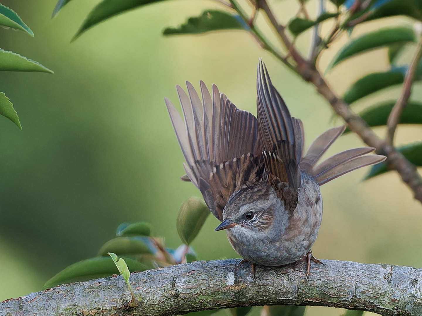 Singvogel im Garten - junge Heckenbraunelle 