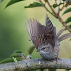 Singvogel im Garten - junge Heckenbraunelle 