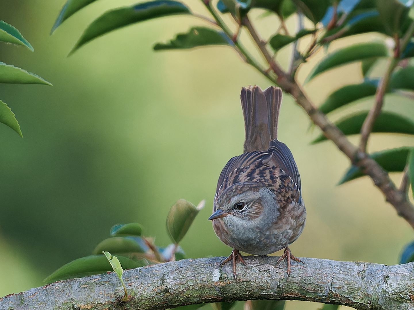 Singvogel im Garten - junge Heckenbraunelle 