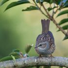 Singvogel im Garten - junge Heckenbraunelle 