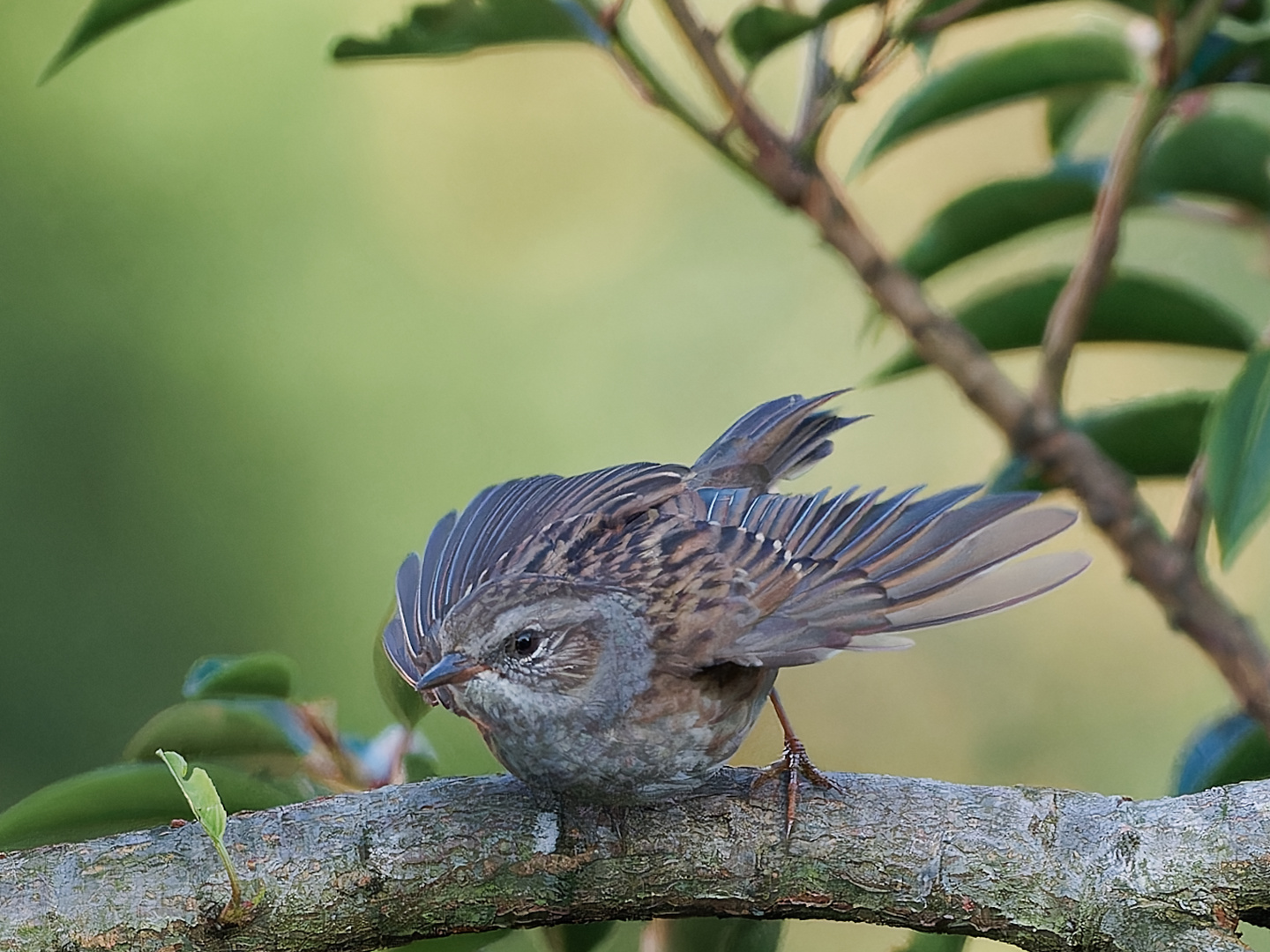 Singvogel im Garten - junge Heckenbraunelle 