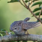 Singvogel im Garten - junge Heckenbraunelle 