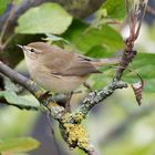 Singvogel im Garten- Zilpzalp 