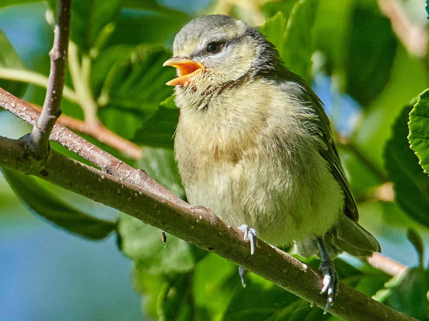 Singvogel im Teichgebiet 