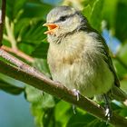 Singvogel im Teichgebiet 