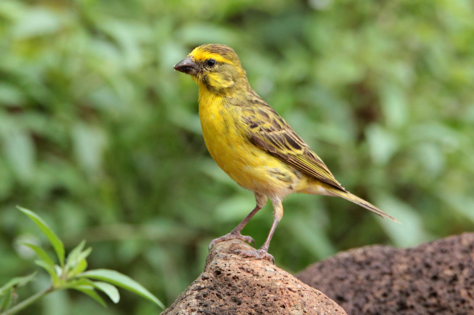 Singvogel in Afrika