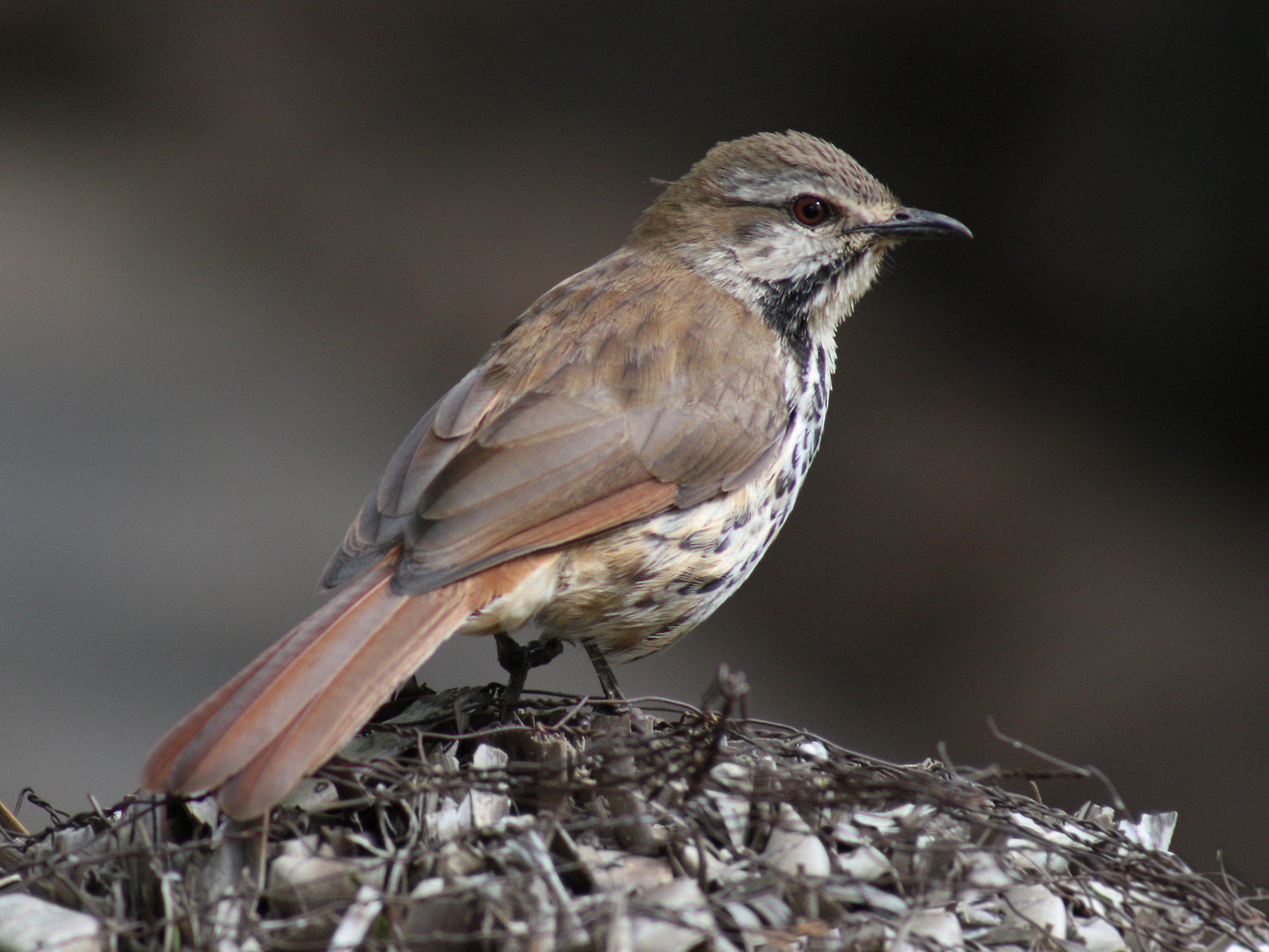 Singvogel in Kenia