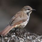 Singvogel in Kenia