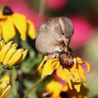 Singvogel in Montreux beim Frühstück !