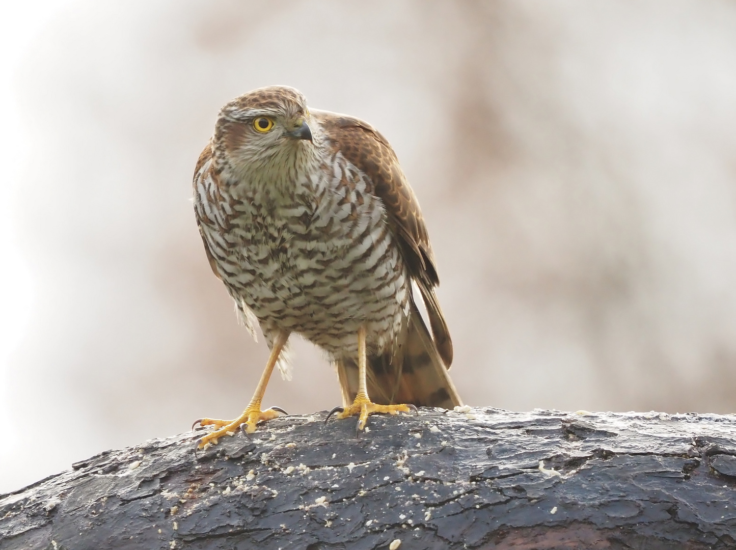 "Singvogel-Scheuche"....