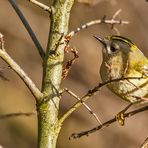 Singvogel              Zwerg