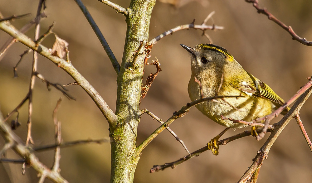 Singvogel              Zwerg