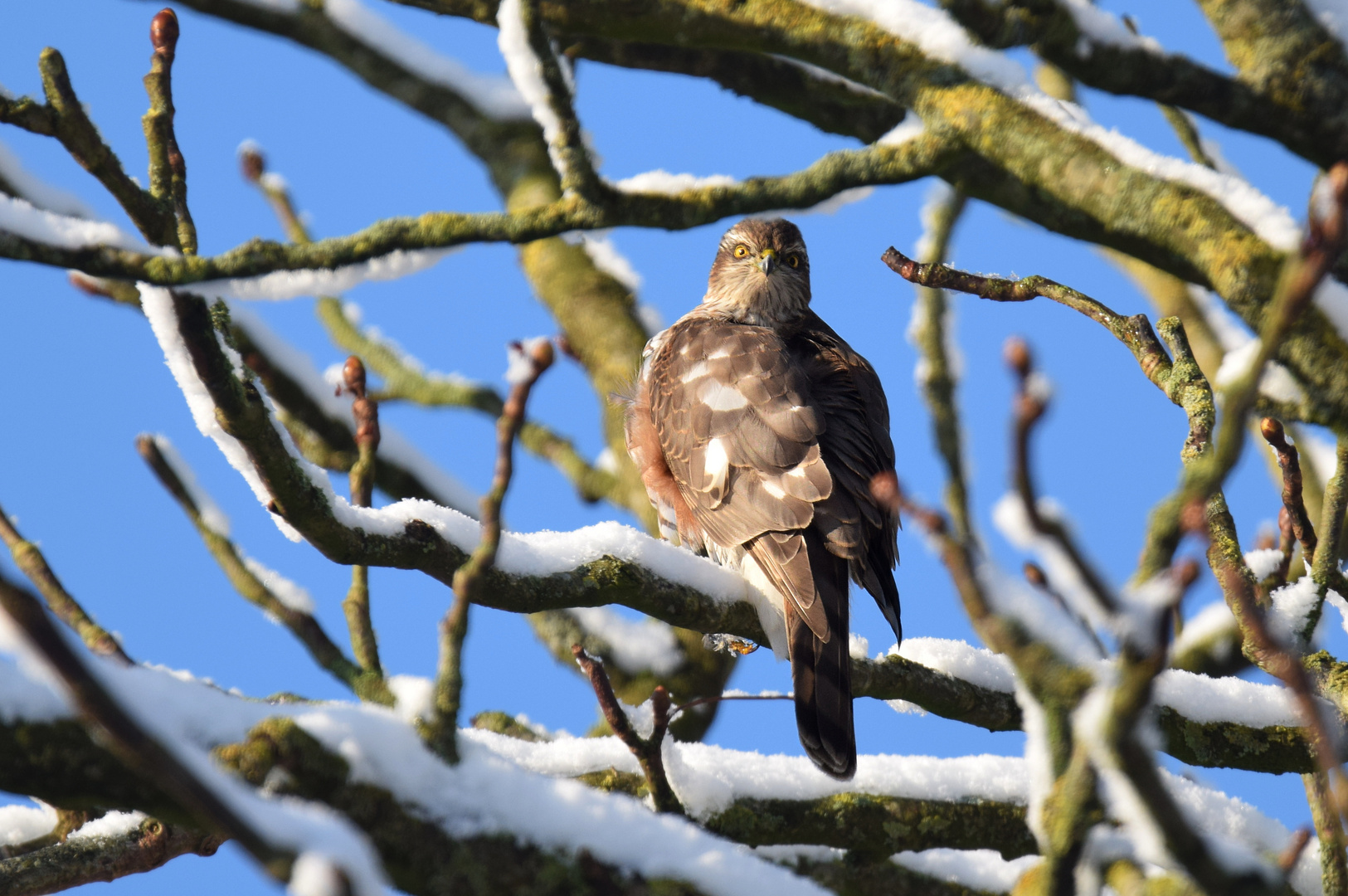 Singvogelschreck am Dorfrand