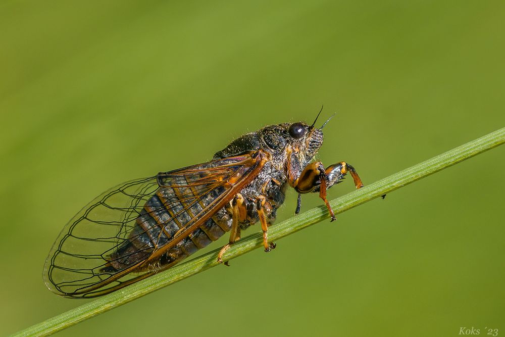 Singzikade Foto & Bild tiere, wildlife, insekten Bilder auf