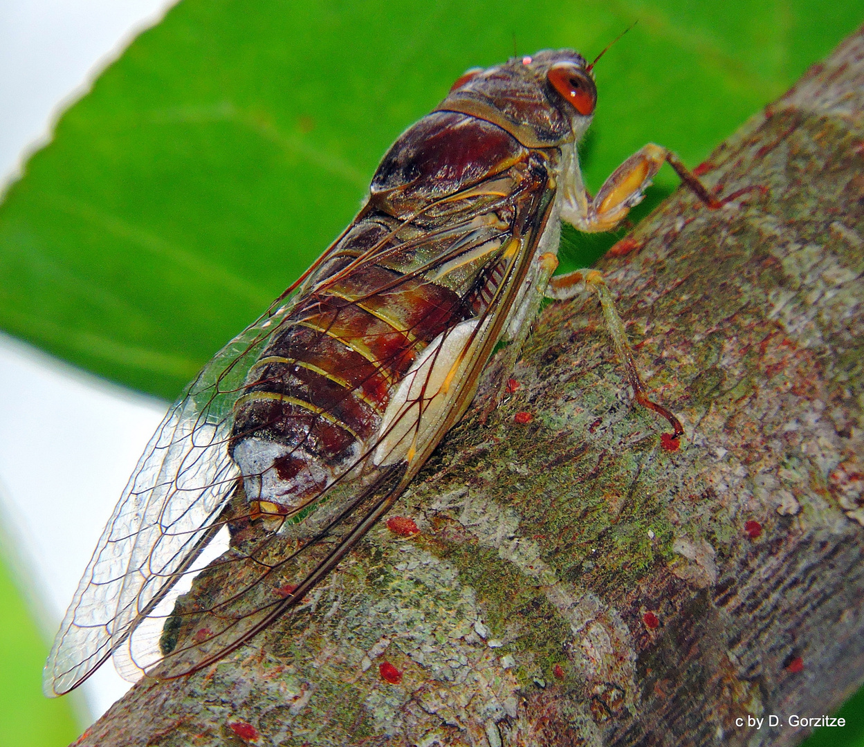 Singzikade ! Foto & Bild tiere, wildlife, insekten Bilder auf