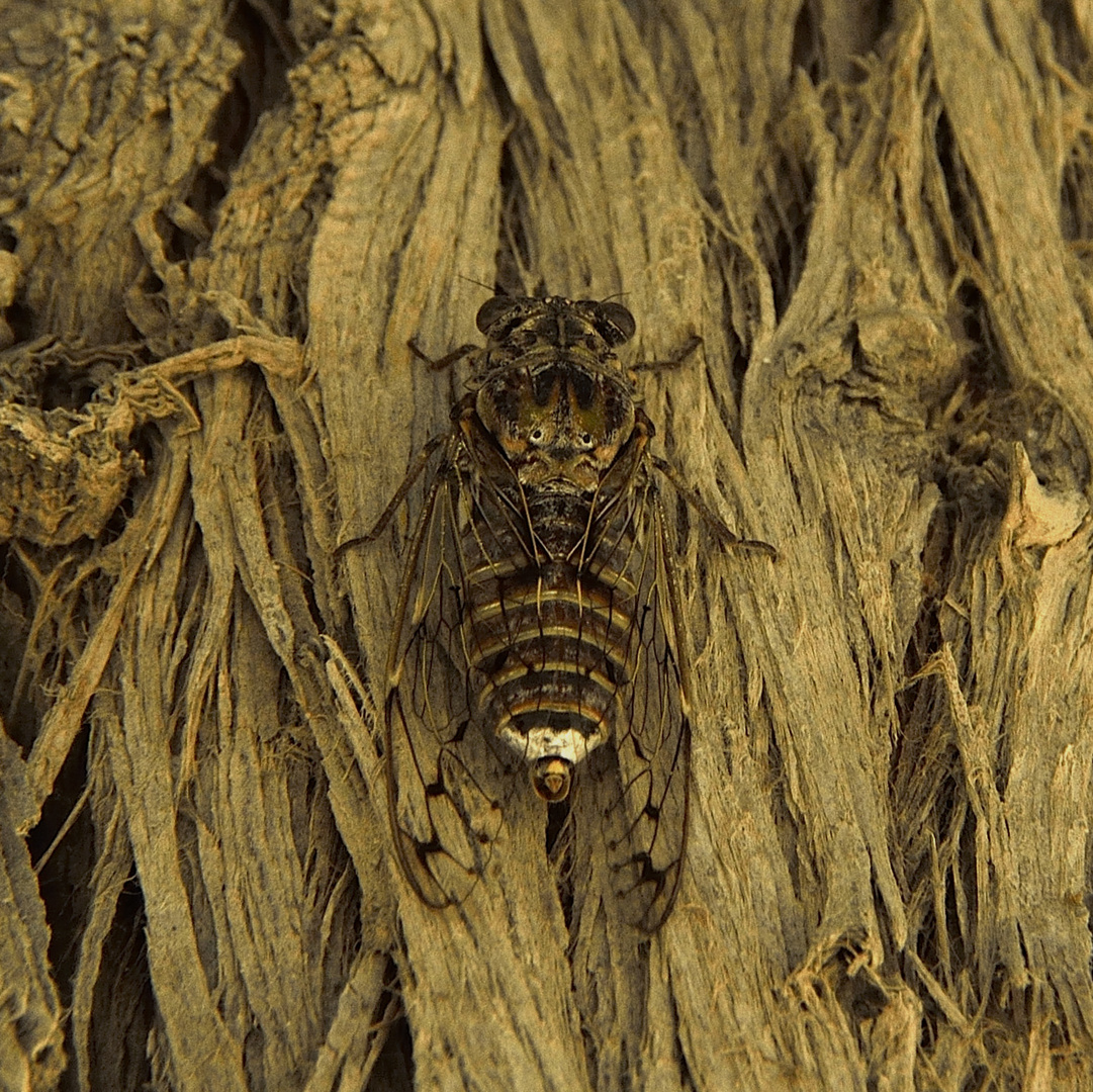 Singzikade (Cicadidae)