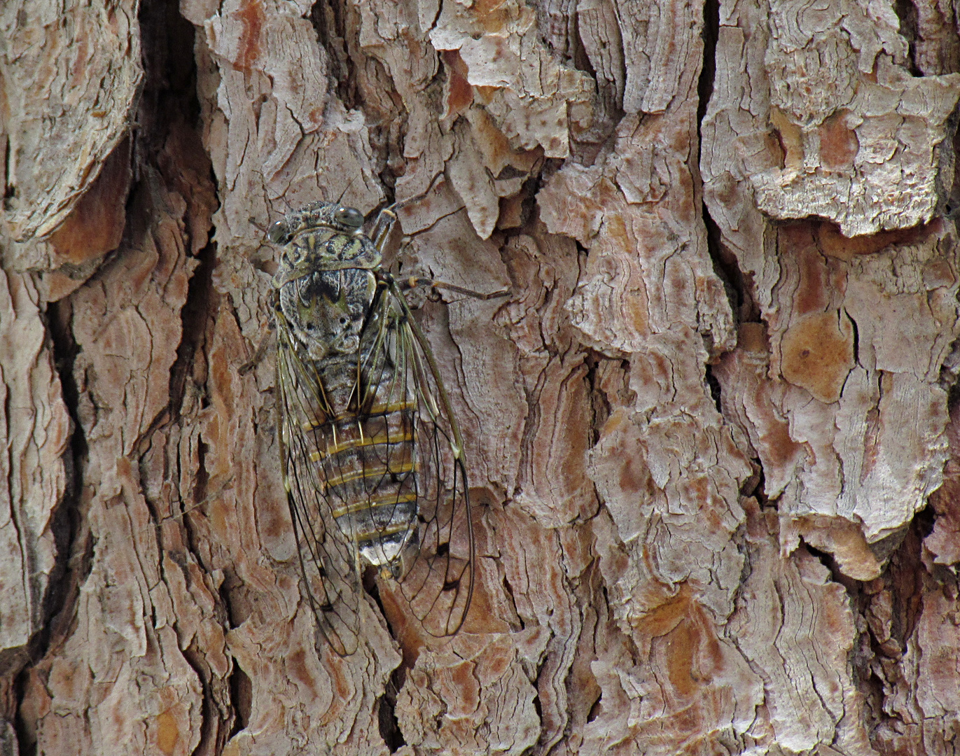 Singzikade hervorragend getarnt auf Kiefernrinde Foto & Bild tiere
