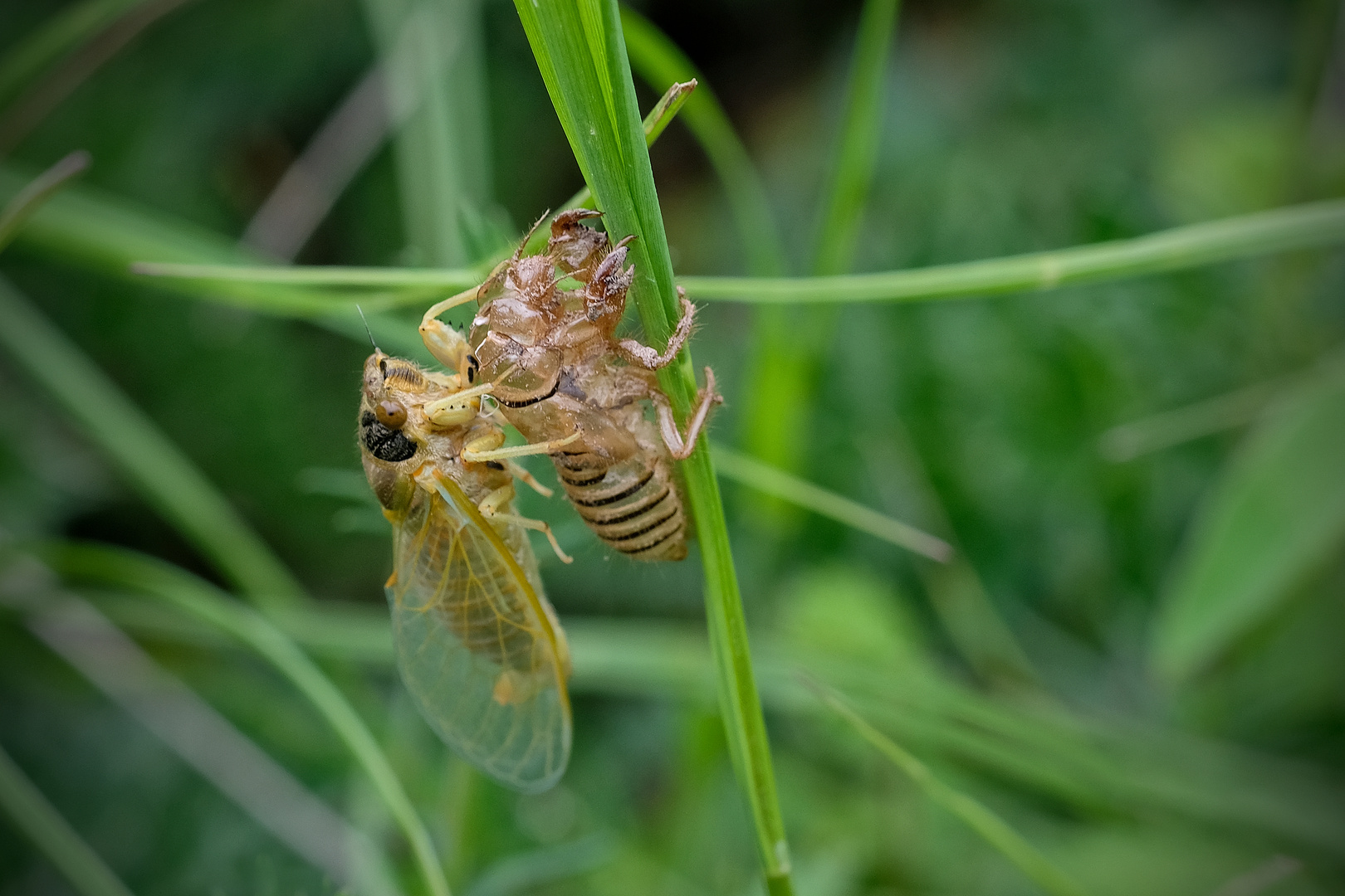   Singzikade  Tibicien plebejus