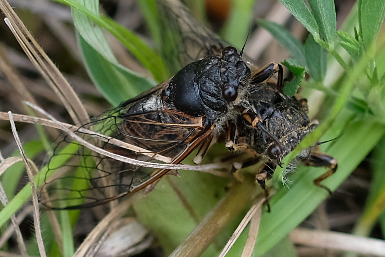  Singzikade  Tibicien plebejus