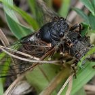  Singzikade  Tibicien plebejus