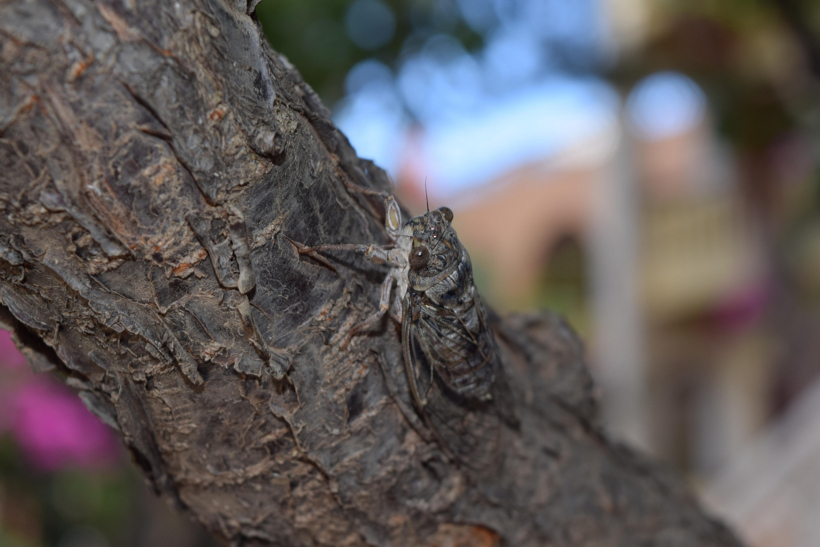 Singzikaden (Cicadidae)