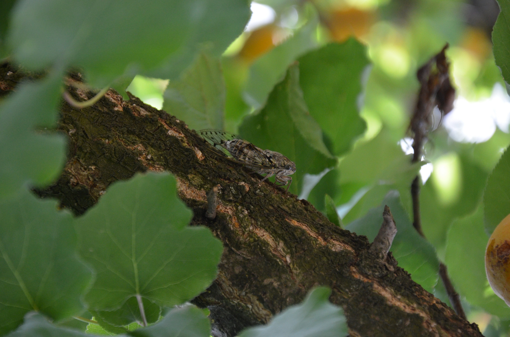 Singzikaden in Aprikosenhain (Provence) Foto & Bild tiere, provence