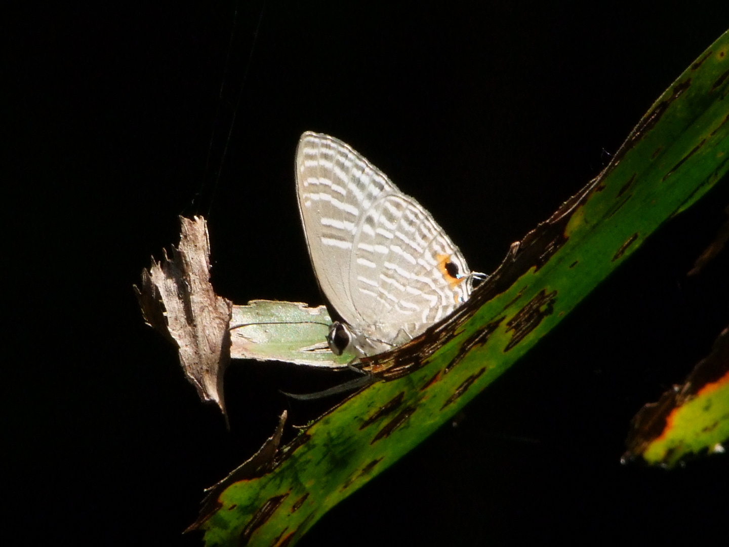 Sinharaja rainforest N.P.