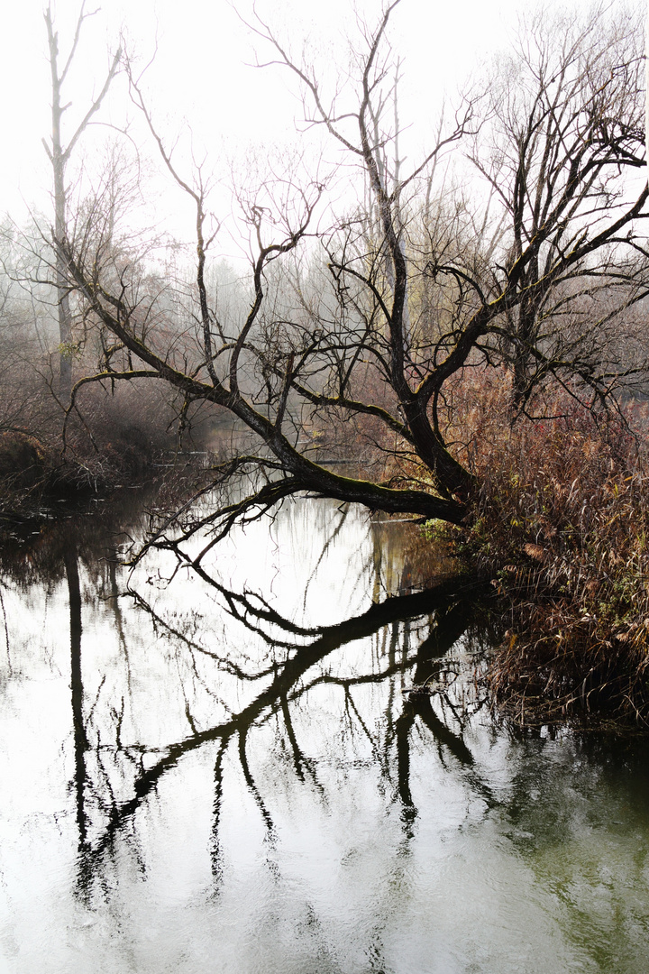 Sinking Tree