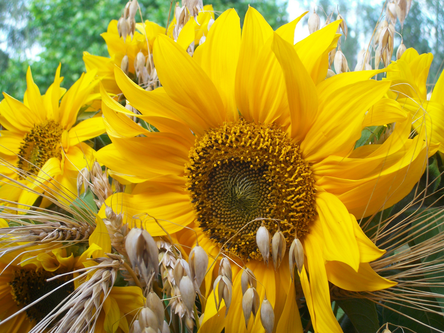 Sinnbild für den Sommer