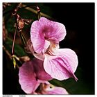 Sinnesblume (Waldorchidee)