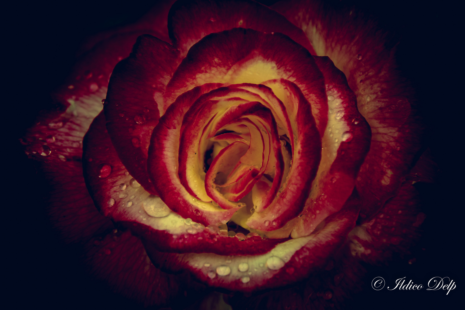 Sinnesfreude_Roses