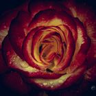 Sinnesfreude_Roses