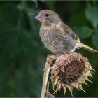 sinnig sitzend auf der verblühten Sonnenblume  .....