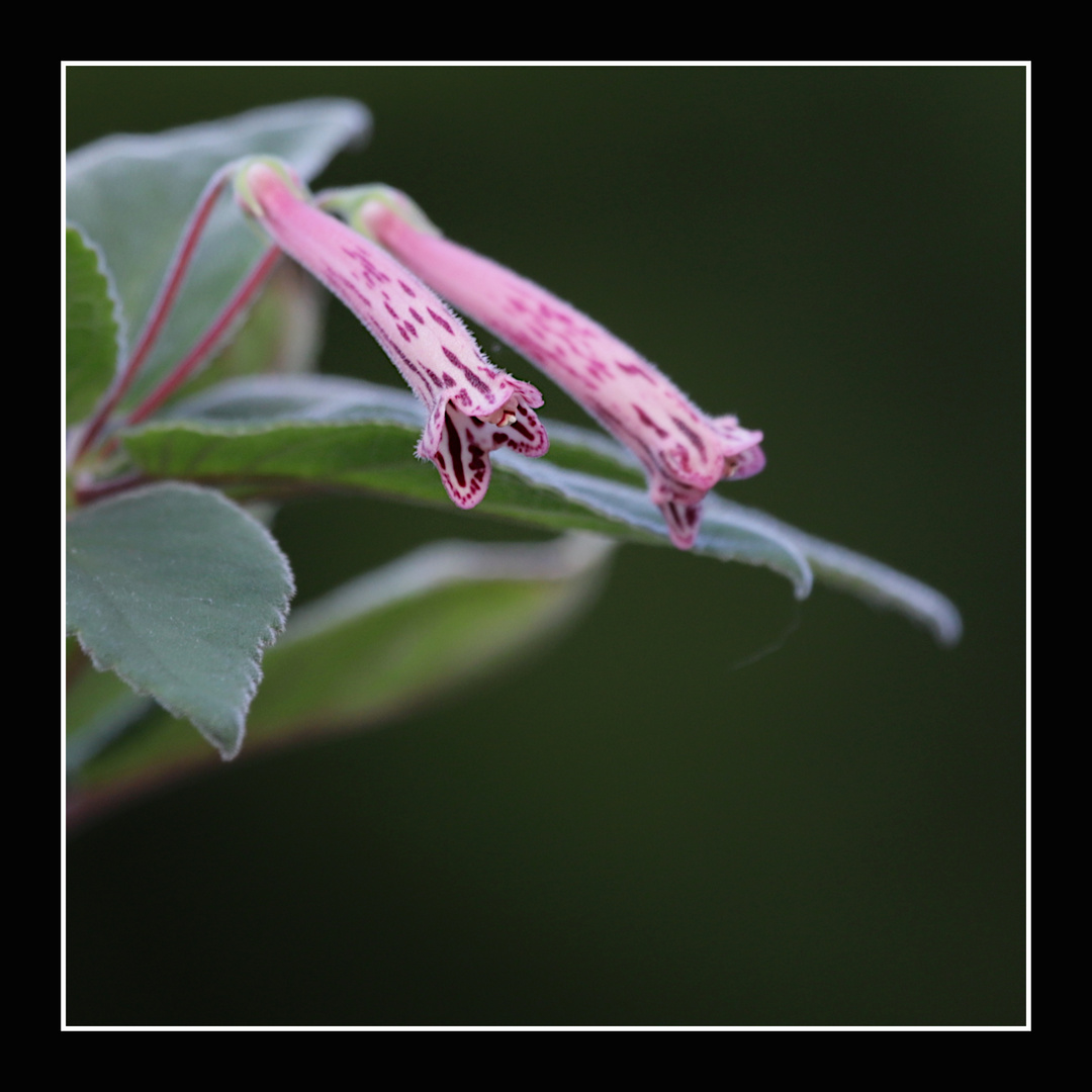 Sinningia douglasii