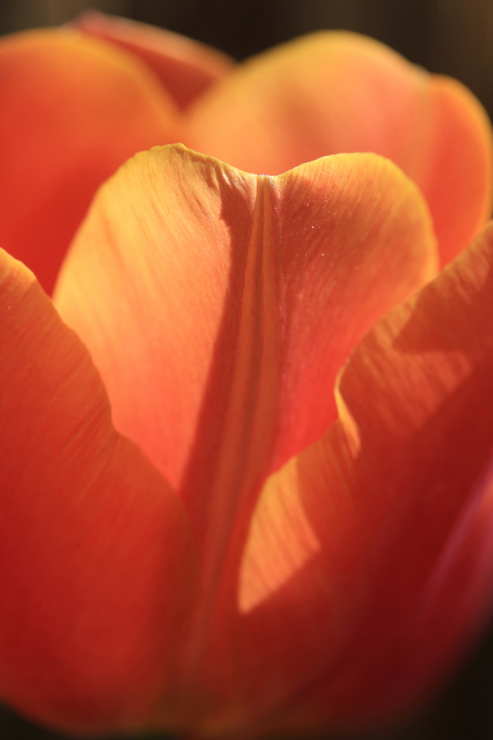 Sinnlich: Tulpenblüte im Gegenlicht