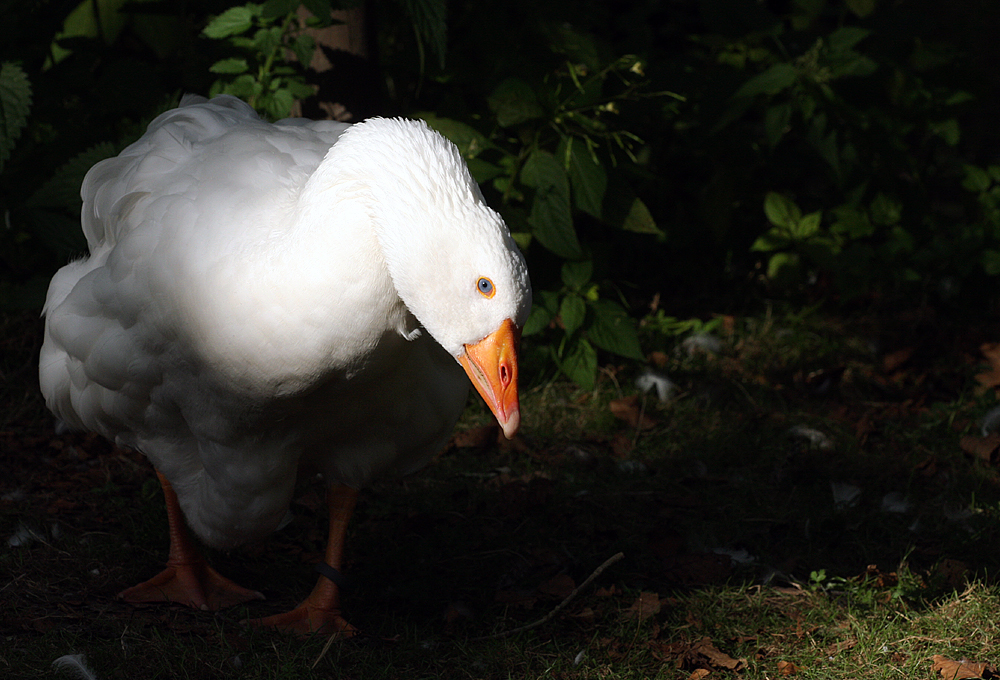 Sinnlicher Blick