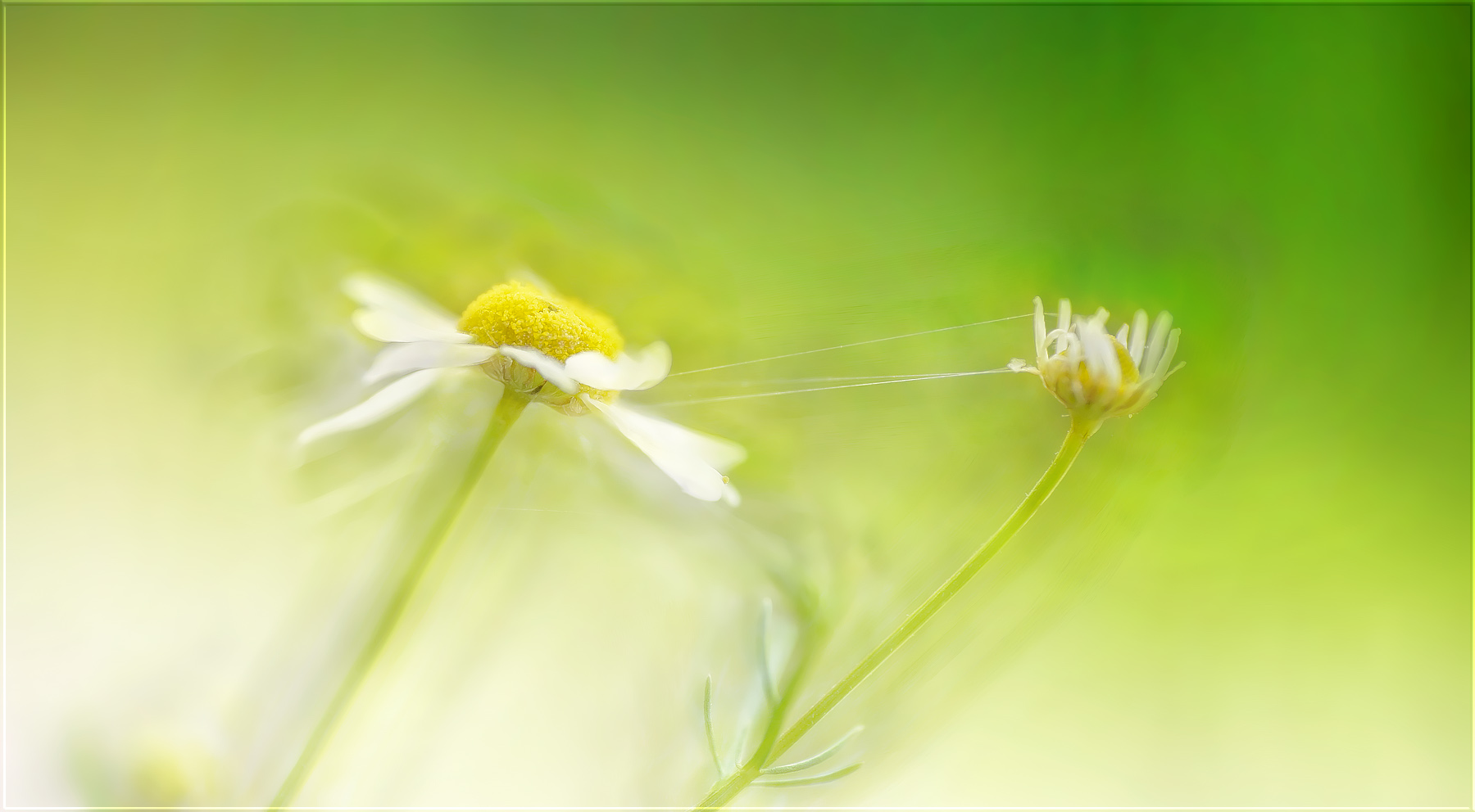 sinnliches blühen der blüten …