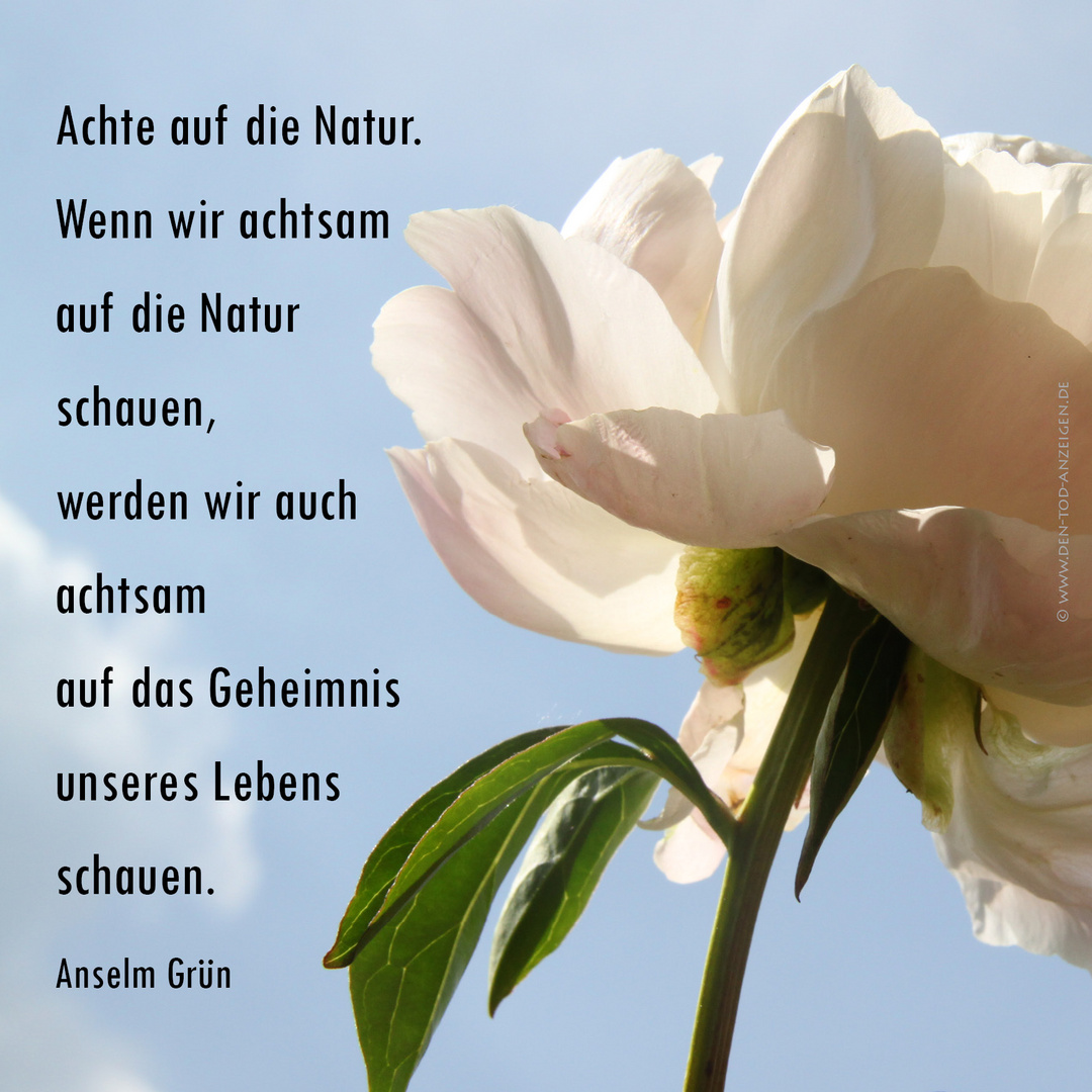 Sinnspruch mit Zitat von Anselm Grün Foto & Bild trauerkarten, trauer