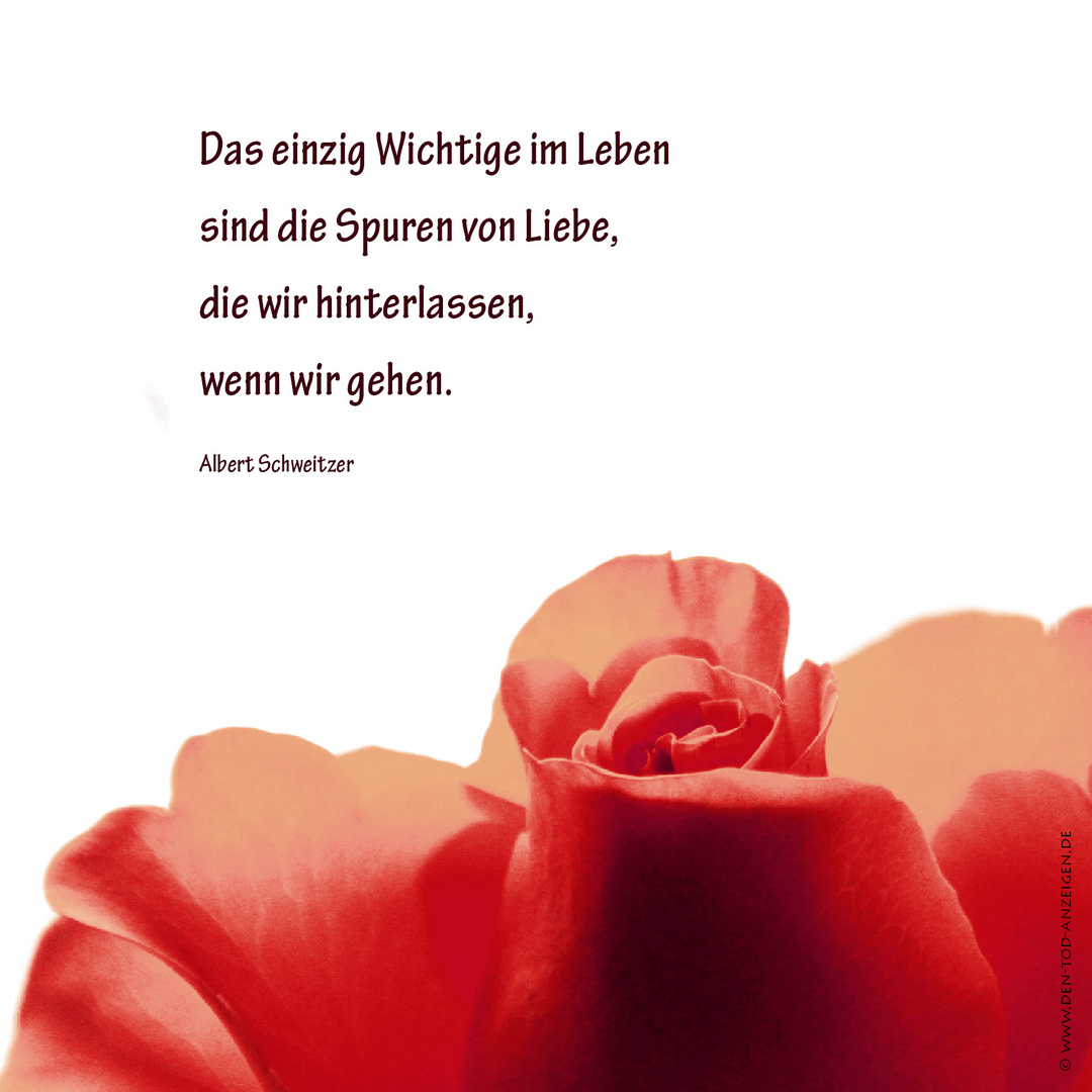 Sinnspruch von Albert Schweitzer