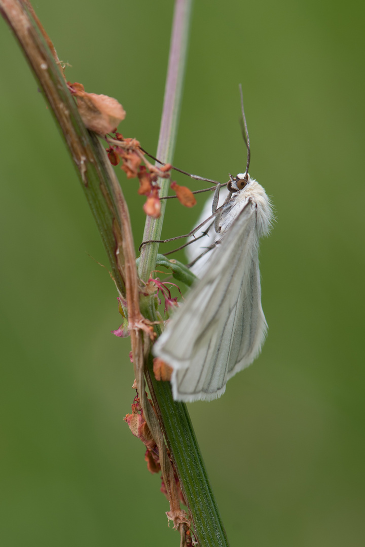 Sinona Lineata