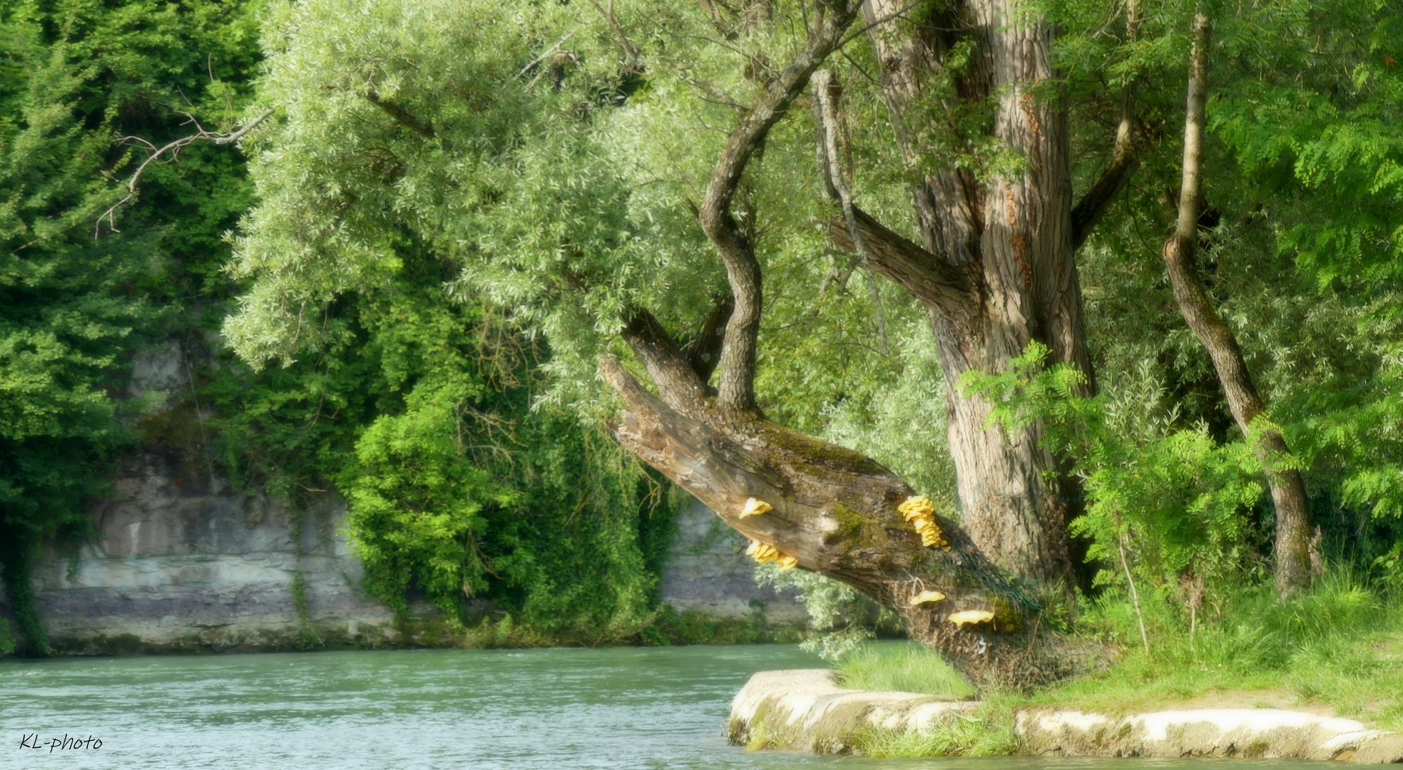 s`Inseli - auf dem Rhein zwischen Rheinfelden Baden und Rheinfelden CH