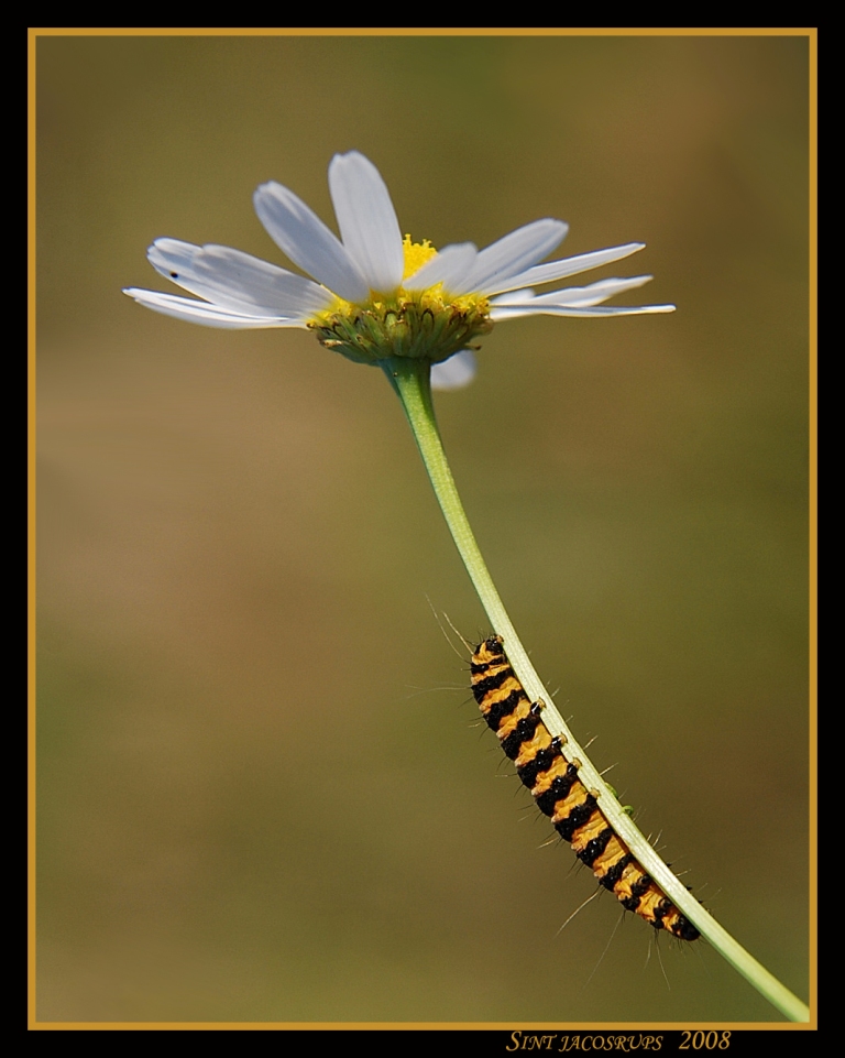 sint jacobs rups