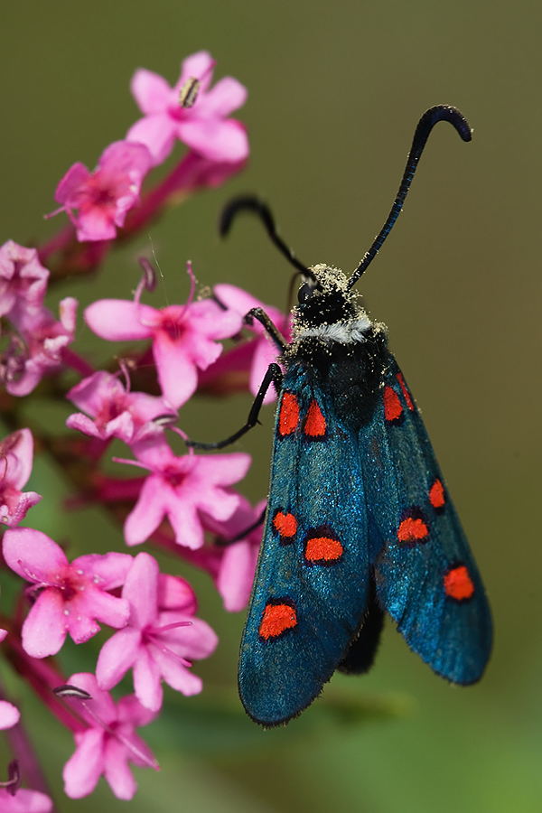 Sint Jans butterfly