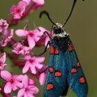 Sint Jans butterfly