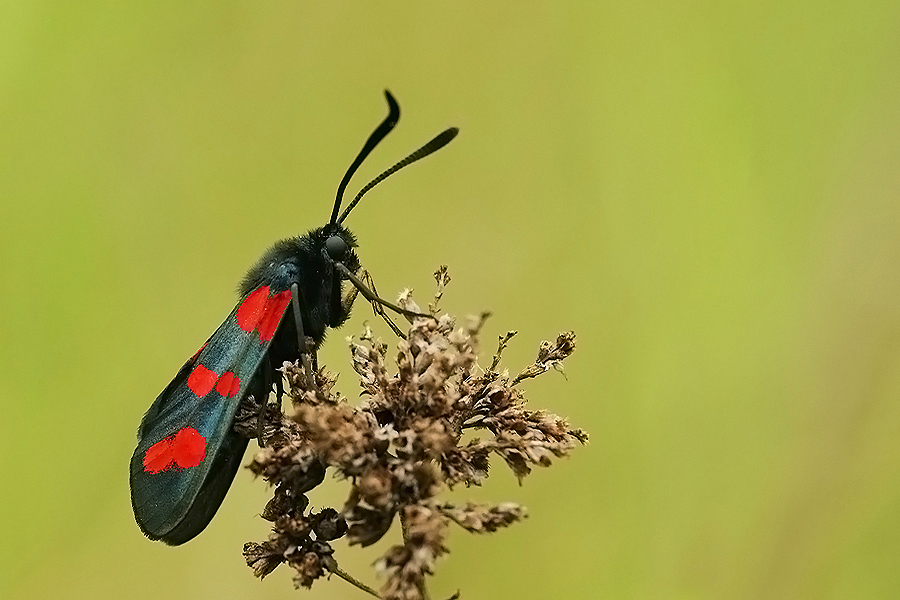 Sint Jansbutterfly