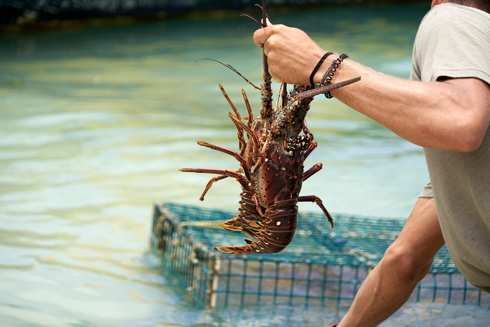 Sint Maarten, Lobster at Pinel Island